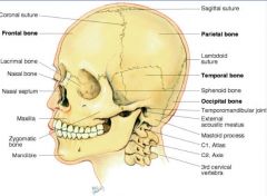 bones unite @ sutures (immovable joints)
cranium is supported by C1-C7