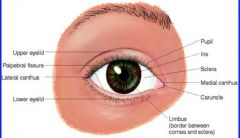 palpebral fissure- opening of upper and lower eye lid
pupil- where light enters
iris
limbus- border b/w cornea and sclera
medial & lateral canthus
caruncle- crease of eye