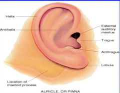 most skin cancer findings are in helix
tragus gets tender during infection