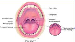 tonsils are b/w posterior and anterior pillar

adult- 32 teeth; children- 20 teeth