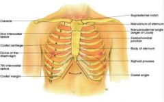 -suprasternal notch
-sternum (manubrium, body, xiphoid process)
-manubriosternal angle (angle of louis)
-costal angle
-ribs