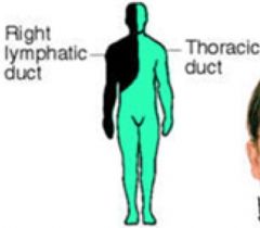thoracic ducts drains most of body

R lymphatic duct drains R face, arm, mediastinum (heart and lung)