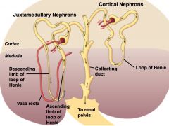 all originate in the cortex of the kidney, difference lies in the proximity to the glomeruli

cortical nephrons (80%)
-outer cortex
-short loop of henle that only enters superficial portion of medulla
-peritubule capillaries wrapped around th...