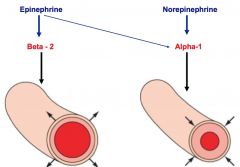 sympathetic activity releases epinephrine and norepinephrine--
-epinephrine has stronger affinity for beta receptors >> vasodilation
-norepinephrine binds to alpha receptors >> vasoconstriction

vasopressin (ADH) and angiotensin II >> vasocons...