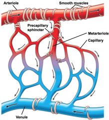 *precapillary sphincter determines whether blood will diffuse into capillary bed or if it will be diverted into metarteriole

> high metabolic activity relaxes sphincter >> capillary beds for more exchange, greater SA

> low metabolic activity...