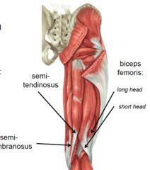 Der Musculus biceps femoris (Zweiköpfiger Muskel des Oberschenkels) streckt und rotiert das Hüftgelenk. Er streckt, rotiert und beugt das Kniegelenk und dreht in dieser Beugung den Unterschenkel nach aussen.