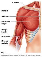 Der Musculus brachialis (Oberarmmuskel) ist ein Muskel des Oberarms und zieht den unteren Arm nach oben. Er kann den Arm mit Handflächen unten beugen.