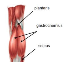 Der Musculus gastrocnemius (zweiköpfiger Wadenmuskel) ist ein Muskel der Wade. Er beugt das Knie und kann den Fuß nach unten abknicken.