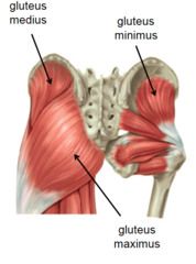 Der Musculus glutaeus maximus (größter Gesäßmuskel) ist ein großer Muskel des Gesäß. Er streckt das Hüftgelenk und richtet den Rumpf aus der Beugestellung (z. B. Aufstehen aus dem Sitzen) auf.