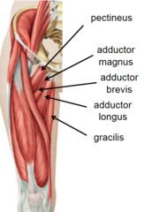 Der Musculus gracilis (schlanker Muskel) ist ein Muskel des Oberschenkels. Er verläuft über Hüft- und Kniegelenk (zweigelenkig). Er zieht den gebeugten Oberschenkel Richtung Rumpf und im Kniegelenk beugt er zum einen den Unterschenkel und dreht...