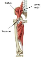Der Musculus iliacus ist ein Muskeln des Oberschenkels. Er beugt und kippt das Becken nach vorn. Im Oberschenkel bewirkt er zudem eine Adduktion.