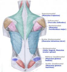 Der Musculus latissimus dorsi (großer Rückenmuskel) dreht den Arm auf den Rücken, wenn die Handfläche nach außen zeigt. Er senkt den Arm, zieht den Rumpf nach oben. ( Körper wird wie beim Klimmzug nach oben gezogen)
