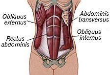 Der Musculus obliquus externus abdominis (äußerer schräger Bauchmuskel) beugt den Rumpf zur Seite und dreht ihn. Wenn beide äusseren Muskeln arbeiten, dann können sie den Rumpf beugen und das Becken etwas heben.