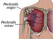 Der Musculus pectoralis minor (kleiner Brustmuskel) ist ein Muskel der Brust und zieht die Schulter nach schräg vorne unten.
Er zieht den Arm Richtung Körper, wenn dieser ausgestreckt ist. Er zieht den Arm nach vorne.