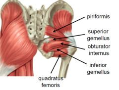 Der Musculus piriformis (birnenförmiger Muskel) ist ein Muskel der unteren Extremität und dreht den Oberschenkel nach außen.