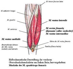 Der Musculus quadriceps femoris (viereckiger Schenkelmuskel) ist ein Muskel des Oberschenkels. Alle vier Muskelköpfe sind verantwortlich für das Strecken des Knies und die Beugung der Hüfte.