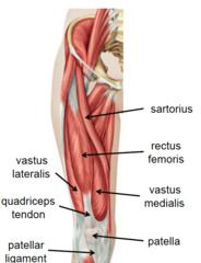 Der Musculus rectus femoris (gerader Muskel des Oberschenkels) ist einer der vorderen Muskeln des Oberschenkels. Er beugt die Hüfte, streckt das Knie und unterstützt beim Anheben des ausgestreckten Beines.