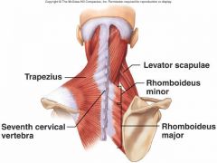 Der Musculus rhomboideus minor (kleiner rautenförmiger Muskel) ist ein Muskel des Rückens. Er fixiert das Schulterblatt am Thorax und zieht es in Richtung Rücken.