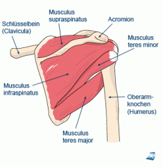 Als Rotatorenmanschette wird eine Gruppe von Muskeln bezeichnet: Musculus supraspinatus, Musculus infraspinatus, Musculus teres minor und Musculus subscapularis, deren Aufgabe darin besteht, den Kopf des Humerus in der sehr flachen Gelenkpfanne de...