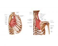 Der Musculus serratus anterior (vorderer Sägezahnmuskel) ist ein Muskel des Rumpfes. Er bewegt das Schulterblatt, kann es zum Körper heran und vom Körper weg ziehen.