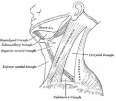 Der Musculus sternocleidomastoideus (Kopfwender) neigt oder dreht den Kopf. Wenn beide Seiten der Muskeln aktiviert sind, dann kann man das Kinn heben.