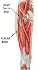 Der Musculus tensor fasciae latae (Schenkelbindenspanner) ist ein Muskel des Oberschenkels. Er ermöglicht eine Beugung des Hüftgelenks ,Innendrehung des Oberschenkels, Abspreizung des Oberschenkels.

Im Kniegelenk hat er die folgende Aufgabe
...