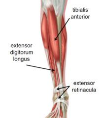 Der Musculus tibialis anterior (Vorderer Schienbeinmuskel), ist ein Muskel des Unterschenkels. Er zieht den Fuß nach oben, kippt den Fuß nach außen. Beim Stehen, zieht er das Schienbein nach unten. Er ist kein starker Muskel und ermüdet somit ...