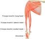 Der Musculus triceps brachii (Dreiköpfiger Armmuskel) ist ein Muskel des hinteren Oberarmes. Er zieht den Arm nach hinten, streckt den Unterarm und zieht in auch in dieser Position nach hinten oben.