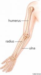 Die Ulna (Elle) ist einer der beiden Unterarmknochen. Es handelt sich um einen langen Röhrenknochen.