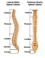 Die Halswirbelsäule setzt sich aus sieben Wirbeln zusammen und erstreckt sich von den Halswirbeln bis zur Brust. Die ersten beiden Wirbel sind Atlas und Axis. Der Bereich der Halswirbelsäule ist sehr beweglich, speziell im Bereich der ersten bei...
