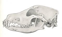 Dog skull