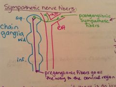 Postganglionic nerve fibers.