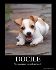 adj. Easy to manage or discipline; submissive
adv, docilely
noun. docility 
meek, mild