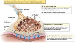 Neuromuscular Junction: Excitation of a Skeletal Muscle Fiber