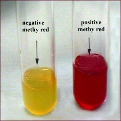 The methyl red test is looking for the ability of an organism to use mixed acid fermentation which results in the formation of strong, stable acids.  After the addition of methyl red pH indicator, red is a positive result, yellow is a negative res...