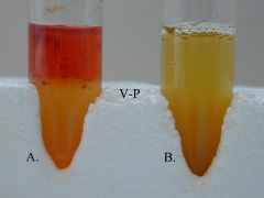 This test is looking for the ability of an organism to ferment pyruvic acid by butandiol pathway which results in formation of the neutral products acetoin and 2,3-butandiol.  Barritt's A and B (alpha-napthol and 40% potassium hydroxide) are added...