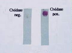This test looks for cytochrome oxidase as the terminal step in the electron transport chain.  A positive result is a purple/black color change.  The disc contains the electron donor p-aminodimethylaniline monohydrochloride which when oxidized will...