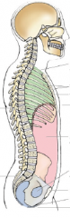green=thoracic cage
pink=abdominal cavity
plue=pelvic cavity
rib1 to diaphragm=thoracic
diaphragm to pelvis=abdomen (though these are continuous