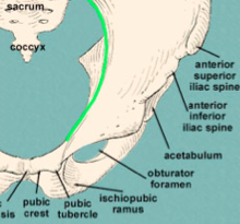 from ASIS to pubic tubercle