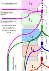 iliohypogastric (superior branch) and ilioinguinal (inferior branch)