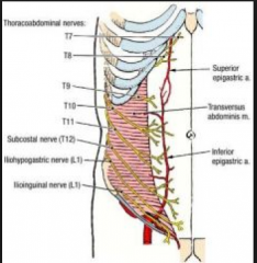 the superior epigastric vessels originate from the internal thoracic vessels
-they descend from thorax to the abdomen