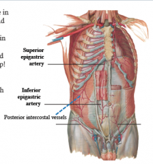 originate in external iliac vessels and move upward to the abdomen

SEV and IEV anastamose in the rectus sheath
