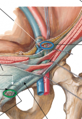 label the deep, superficial inguinal rings