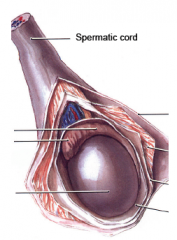 What are the contents of the spermatic cord?