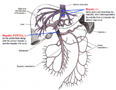 Hepatic: 
hepatic portal veins (in portal triad, from splenic, IMV and SMV)
Hepatic veins (after passing through sinosoid, into IVC)

Caval: non-gut tube (retroperitoneal structures)