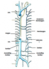 Posterior: Azygous/hemi/ass.hemi system: lumbar A/Sc
anterior: superior  epigastric a/v, inferior epigastric a/v, supericial epigastric veins 

*SEG and IEG anastamose