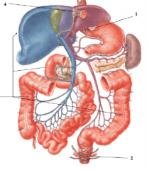 -distal end esophagus
-anal canal
-bare ares of secondarily retroper viscera (liver, a.colon, duodnum)
-umbilicus

ok if portal hypertension blocks a hepatic portal vein