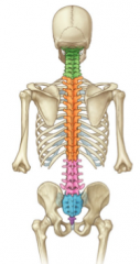 33, 
cervical-7  (know C1 atlas, and C2 axis) 
thoracic-12 
lumbar-5
scarum-5 fused verts
coccyx- 4 fused verts
