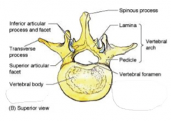 spineous process (hooks down) 
transverse process
articular process
vertebral arch (lamina+pedicle) 
vert body
vert foramen