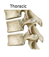facets for ribs on the vertebral body and usually on the transverse process